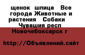 щенок  шпица - Все города Животные и растения » Собаки   . Чувашия респ.,Новочебоксарск г.